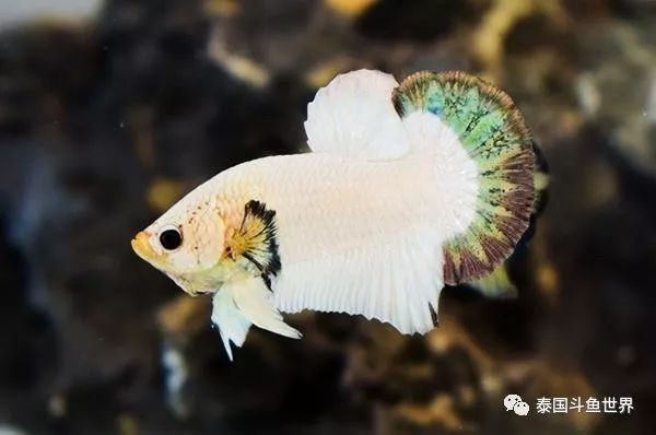 泰国斗鱼拍卖现场,泰国斗鱼拍卖平台有哪些