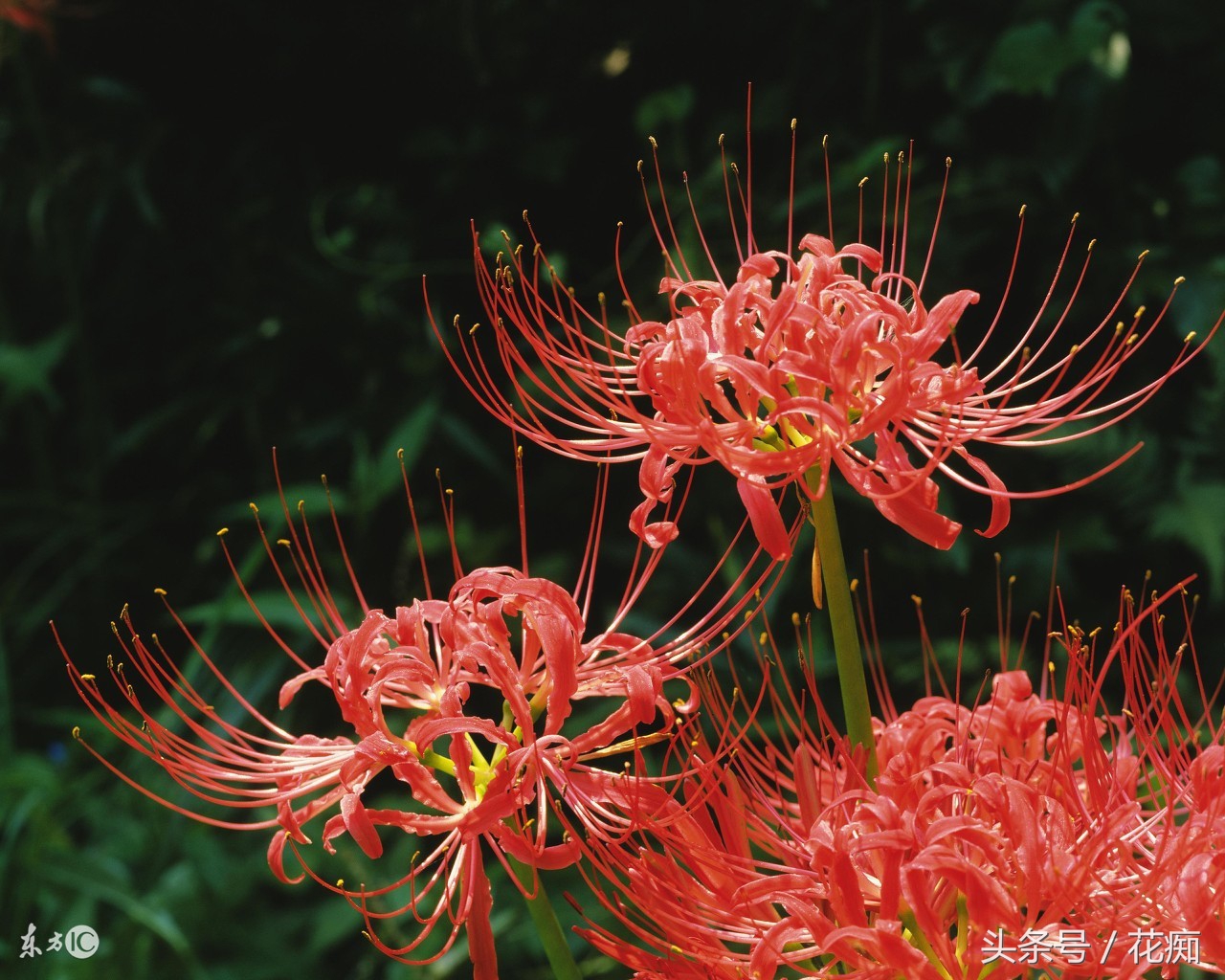 彼岸花为什么有叶无花有花无叶,有花无叶彼岸花