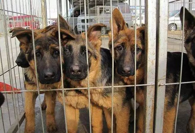 狗场黑幕,狗市骗局