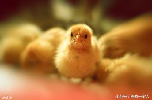 养鸡方法鸡拉白痢怎么办,鸡治白痢最快方法