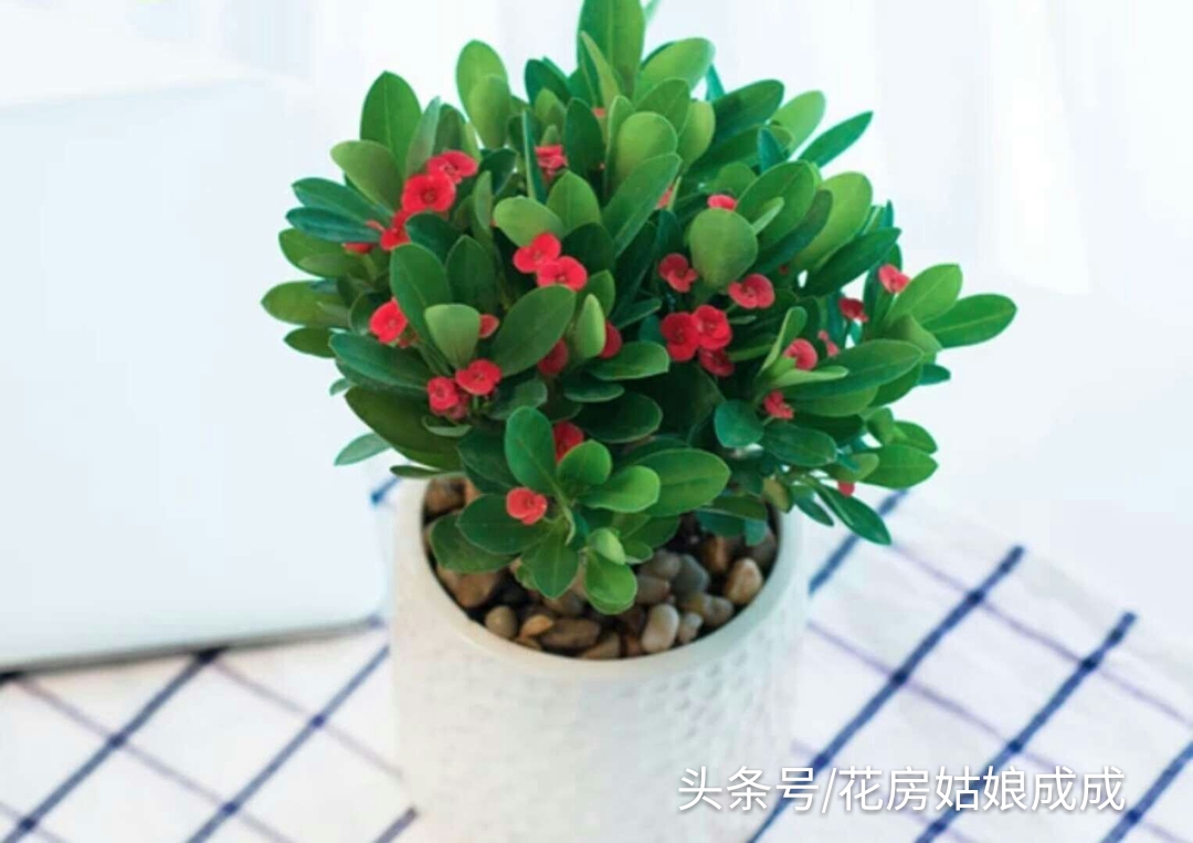 怎样养让虎刺梅从侧面生芽,虎刺梅只长一个杆怎么修剪