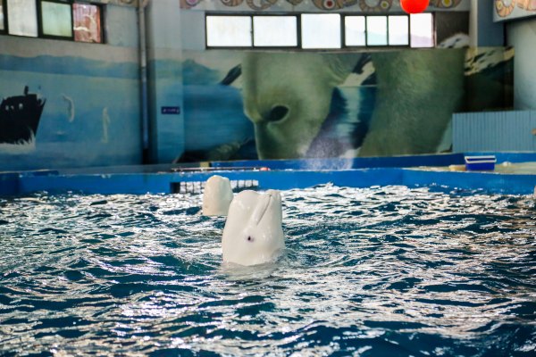 杭州极地海洋公园占地面积,杭州极地海洋公园什么时候建成