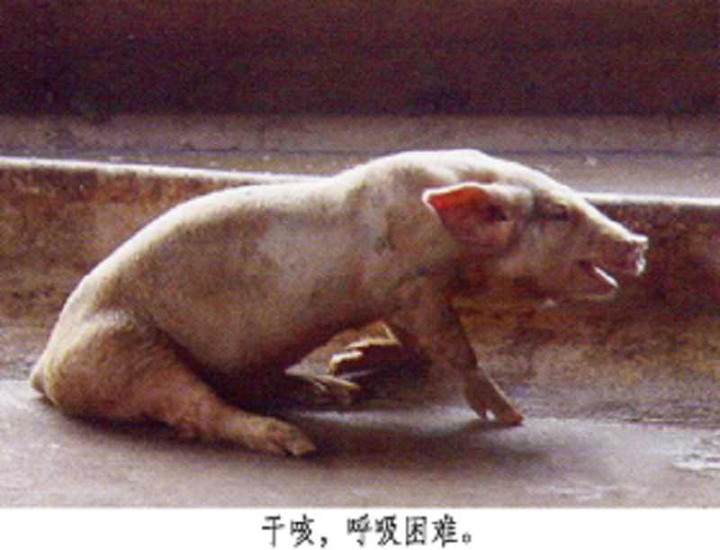 仔猪气喘用什么药最好,仔猪气喘病用什么药