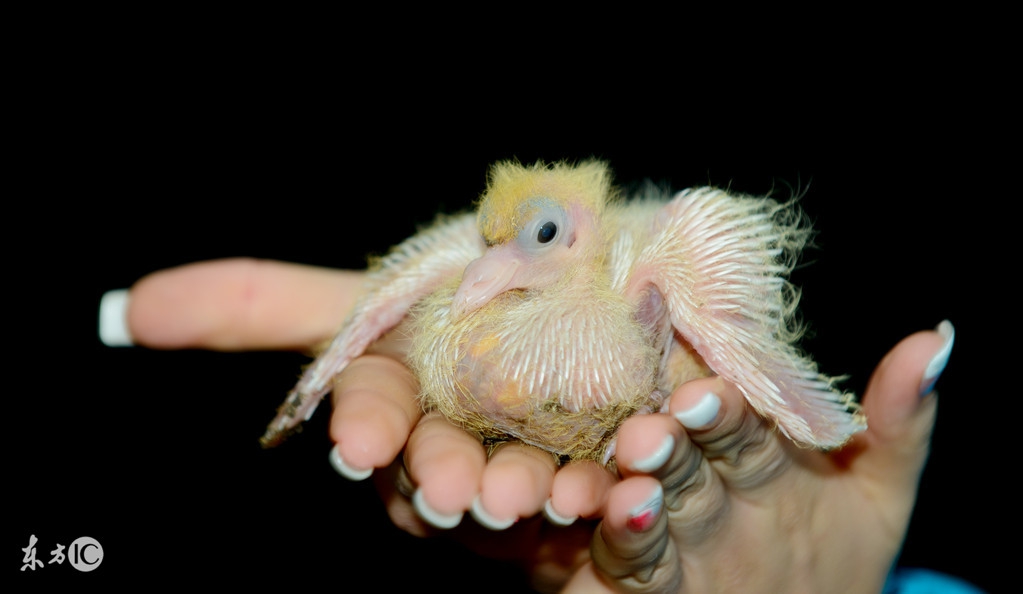 雏鸟腿脚病是什么原因引起的,雏鸟突然脚软站不起来
