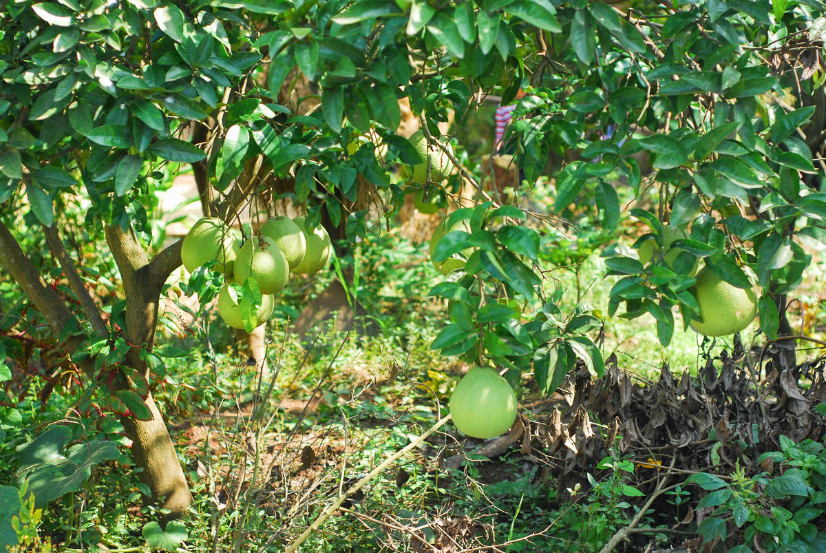红心柚子是染色的实验告诉你真相,红心柚是染色的吗