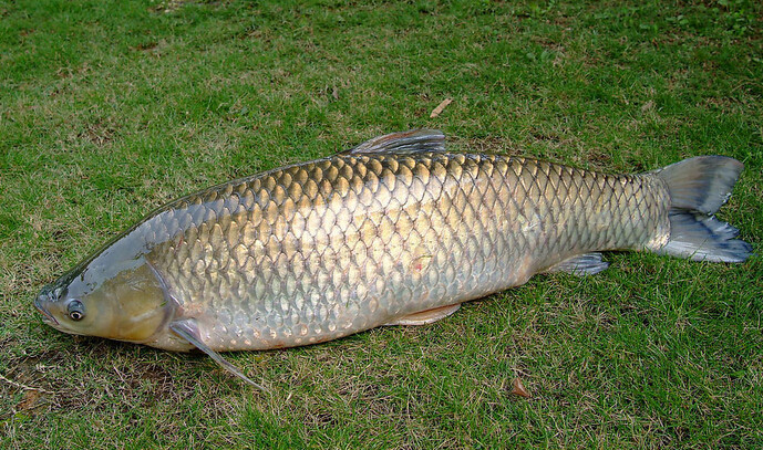 钓鱼最大的乐趣是遛鱼,怎样遛鱼才正确