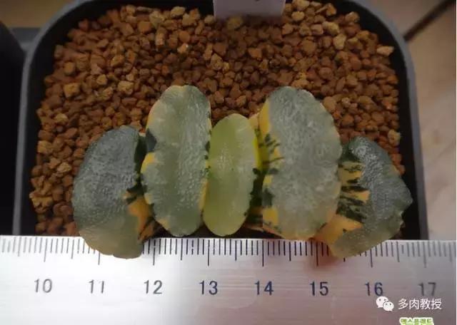 韩国大棚多肉视频,韩国原装进口多肉大棚