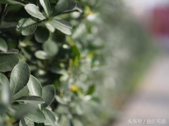 濂ユ灄宸存柉45mmf1.2pro娴嬭瘎,濂ユ灄宸存柉25mmf1.2pro璇勬祴