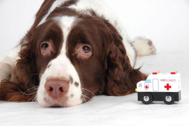 幼犬常见的疾病,幼犬最怕得哪些病