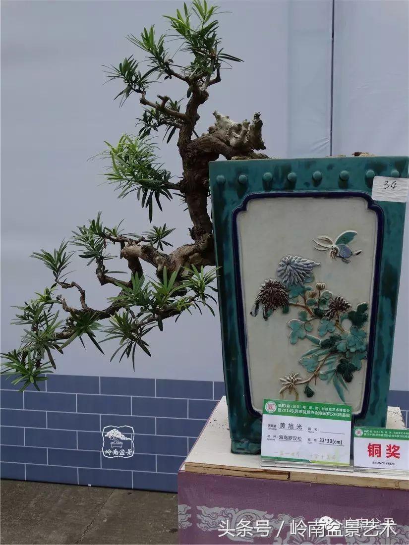 招财好运盆景,罗汉松开运招财