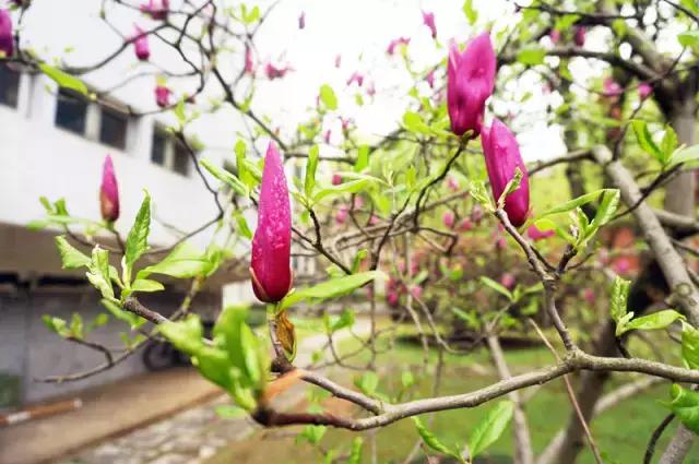 岳麓山最多的植物,岳麓山上的紫色花是什么花