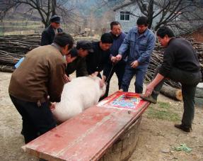 东北杀猪菜视频完整版老东北美食,东北的杀猪菜外地人吃的惯吗