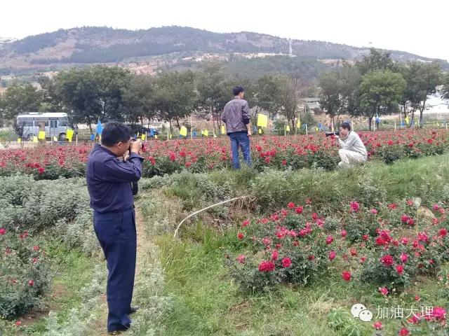 云南大理的玫瑰花海,大理的花海开了吗