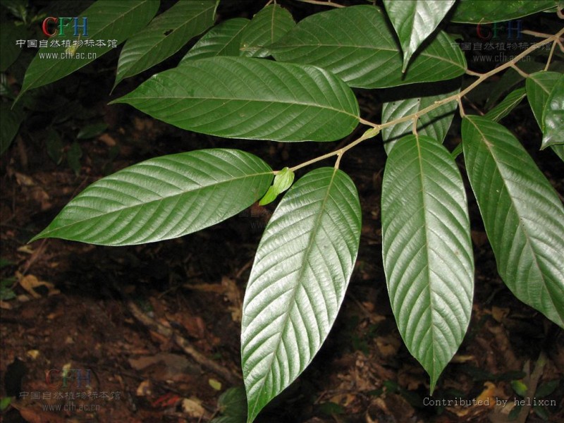 擎天柱云南,中国珍稀植物望天树