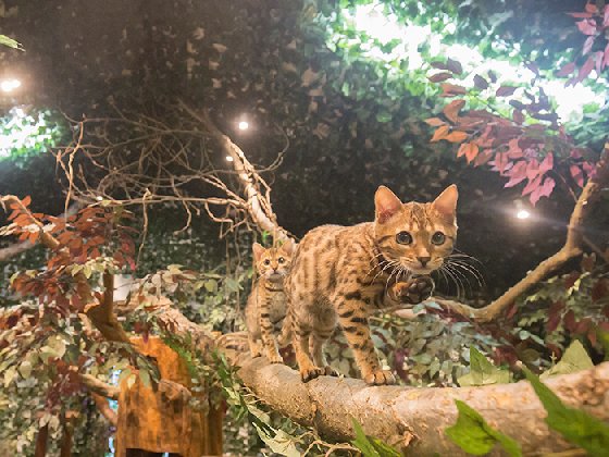 令人不禁着迷的豹纹魅力！日本首间“豹猫咖啡厅”人气开张