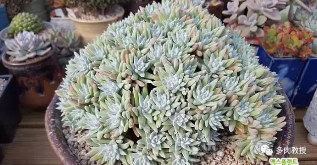 韩国大棚多肉视频,韩国原装进口多肉大棚