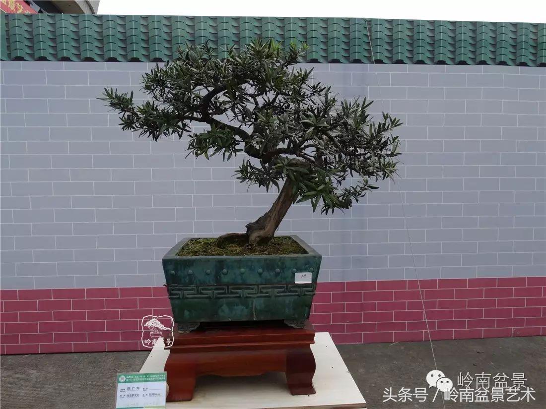 招财好运盆景,罗汉松开运招财