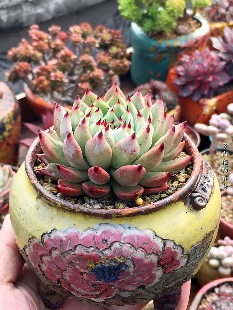 视觉盛宴美不胜收美图,视觉盛宴每个画面都美极了