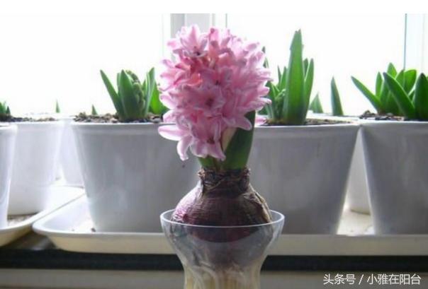 风信子开完花后怎么处理,风信子开完花后该怎么养