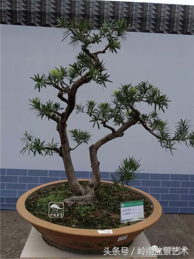 招财好运盆景,罗汉松开运招财