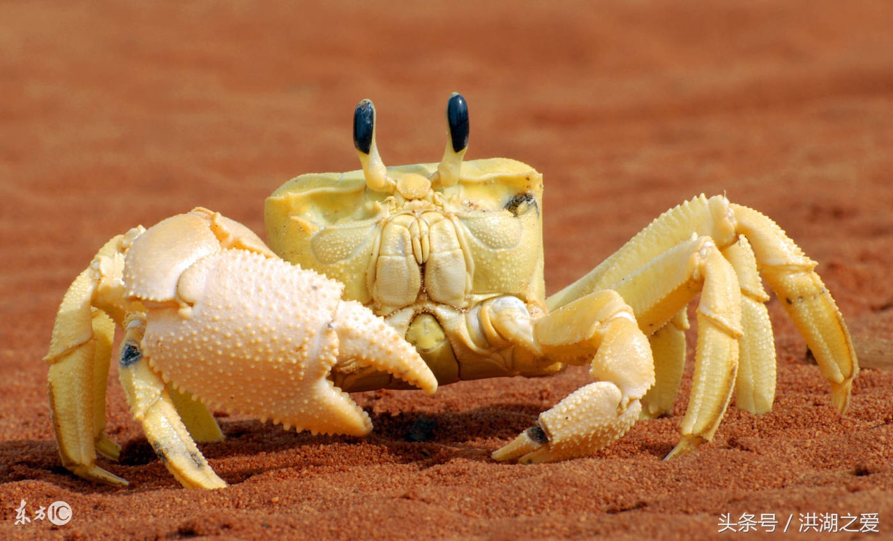 抓河蟹的方法和技巧,抓螃蟹的方法和抓鱼的方法