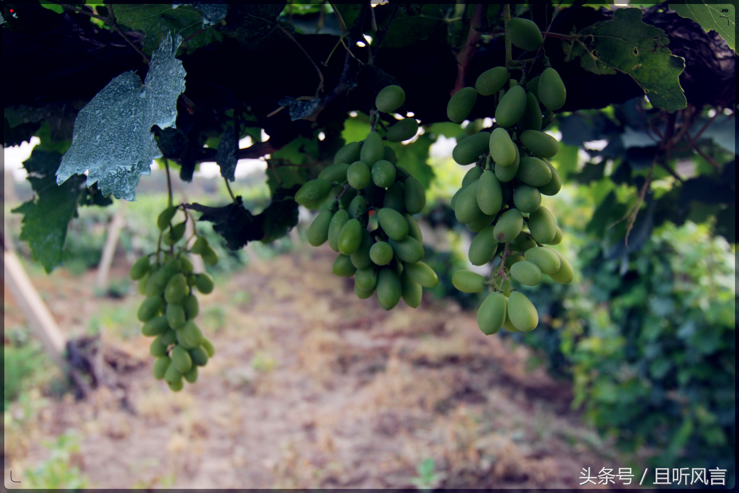 达里诺尔湖到锡林郭勒,锡林郭勒四天三晚旅游攻略自驾游