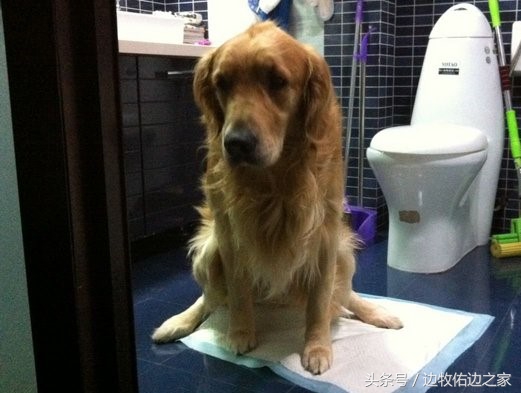 多大的狗狗可以训练定点大小便,狗狗固定地点大小便
