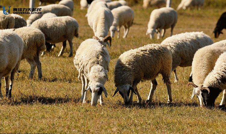 去澳大利亚要买的东西,去澳大利亚旅游需要带的必需品