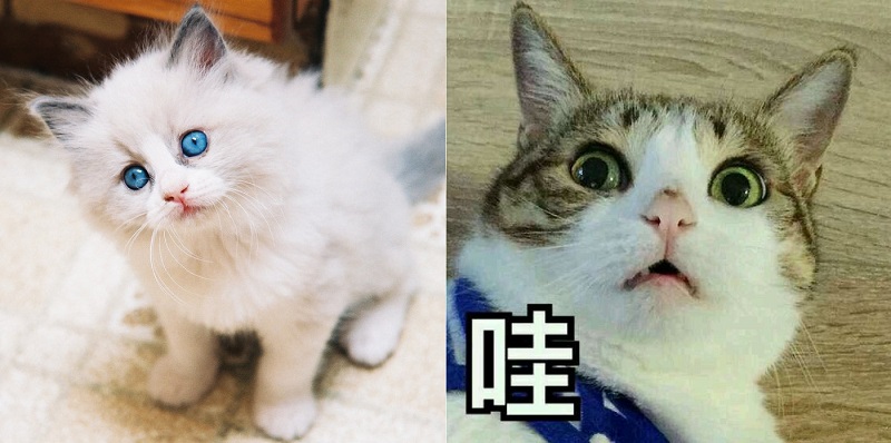 美瞳颜色怎么选适合自己的,博士伦美瞳哪个颜色最好看