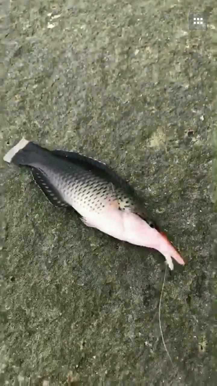 国内中高端鱼竿厂家都有哪些,各大鱼竿厂家成名鱼竿