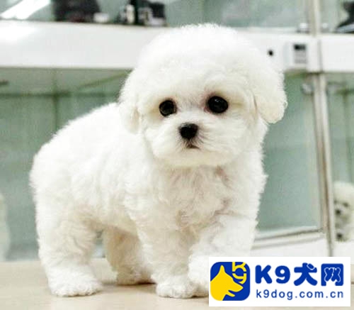 k9比熊去泪痕,k9大剧透解析