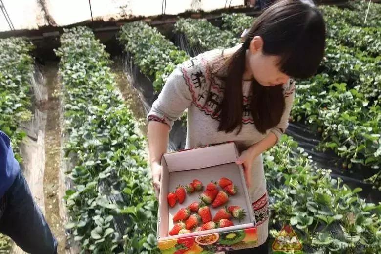 魔都温泉摘草莓,魔都温泉一日游攻略