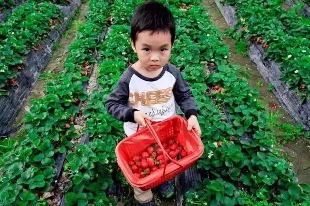 魔都温泉摘草莓,魔都温泉一日游攻略