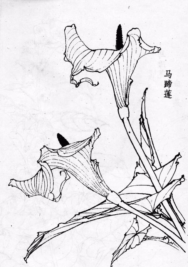 白描花卉技法基础入门,白描花卉简单入门