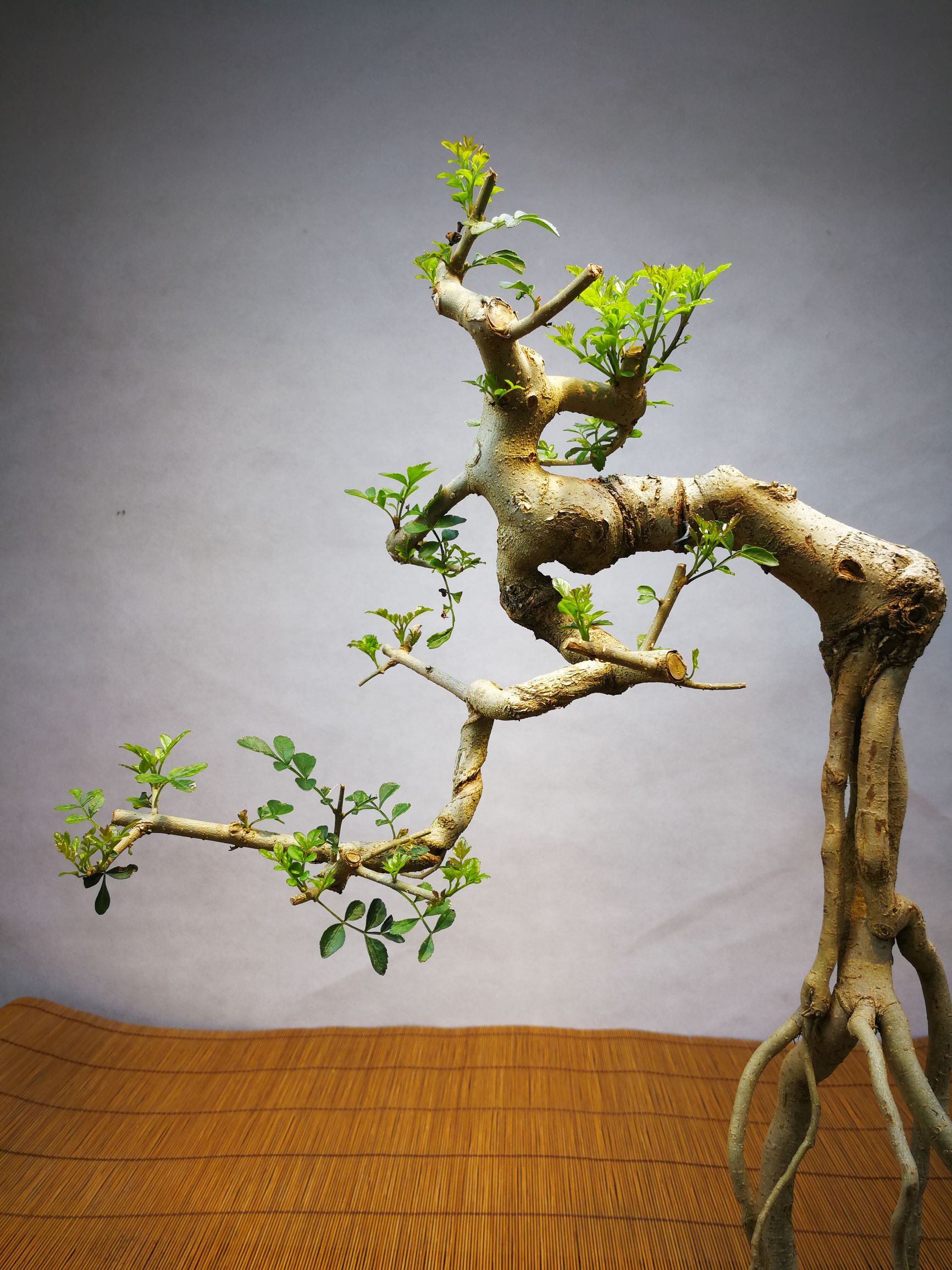 白蜡提根抱石盆景,高提根对节白蜡盆景