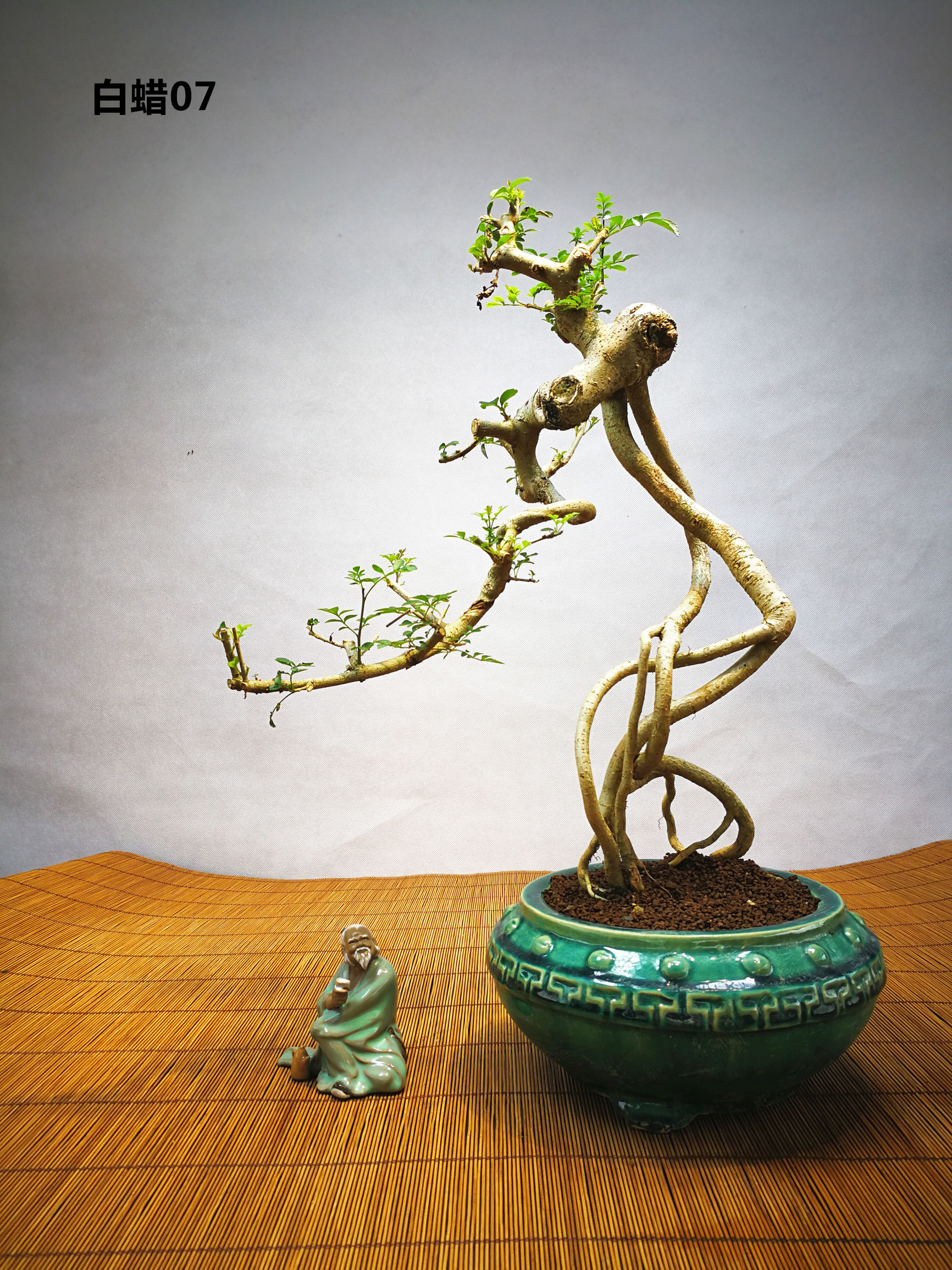 白蜡提根抱石盆景,高提根对节白蜡盆景