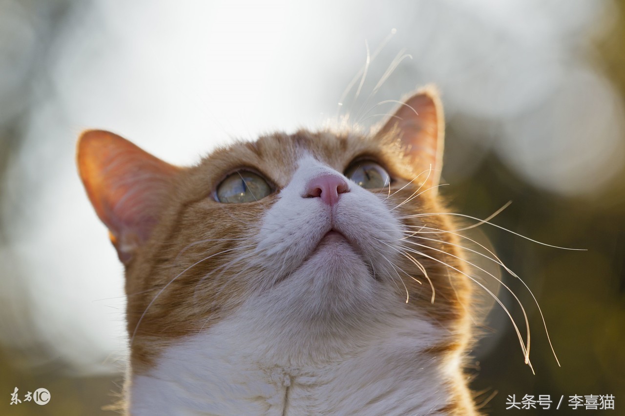 如果有人想要领养宠物该怎么问,有人想要领养一只小猫吗