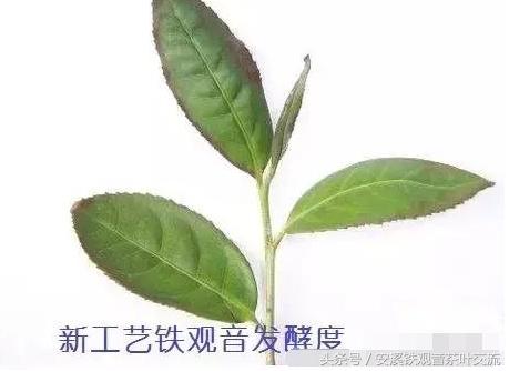 纯正铁观音有什么特点,什么是真正的铁观音茶