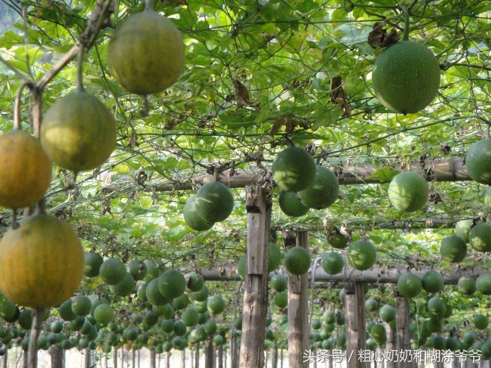 2018农村创业项目参考:种植瓜蒌,一年种植多年受益,赚钱轻松!
