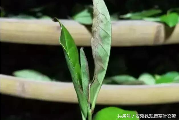 纯正铁观音有什么特点,什么是真正的铁观音茶