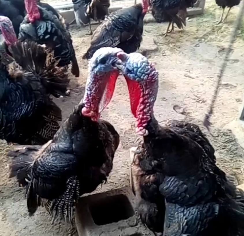 农村小伙养火鸡,营养价值具有“一高二低”的优点,一斤卖15元