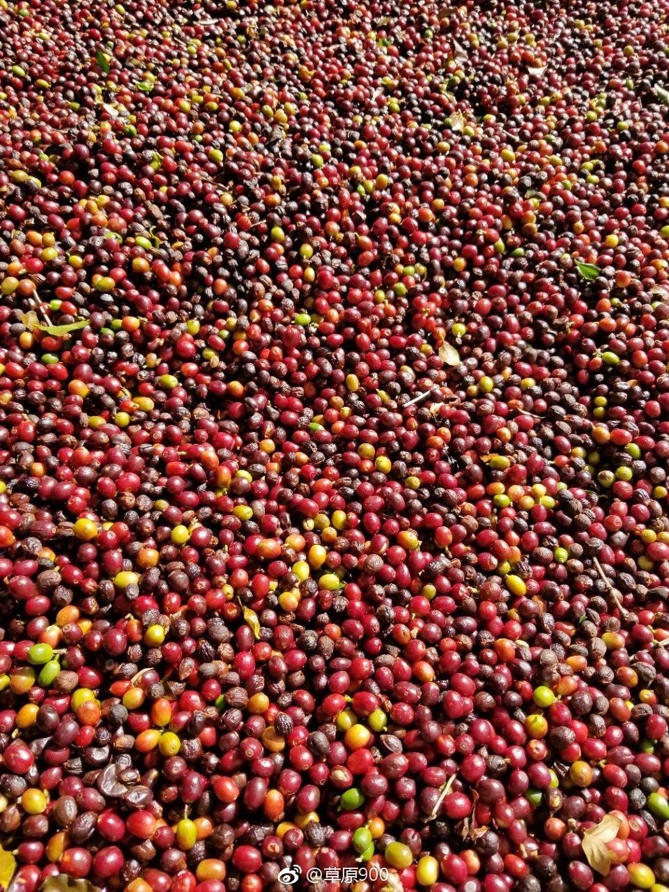 去云南适合买什么茶,云南最有名的咖啡在哪里