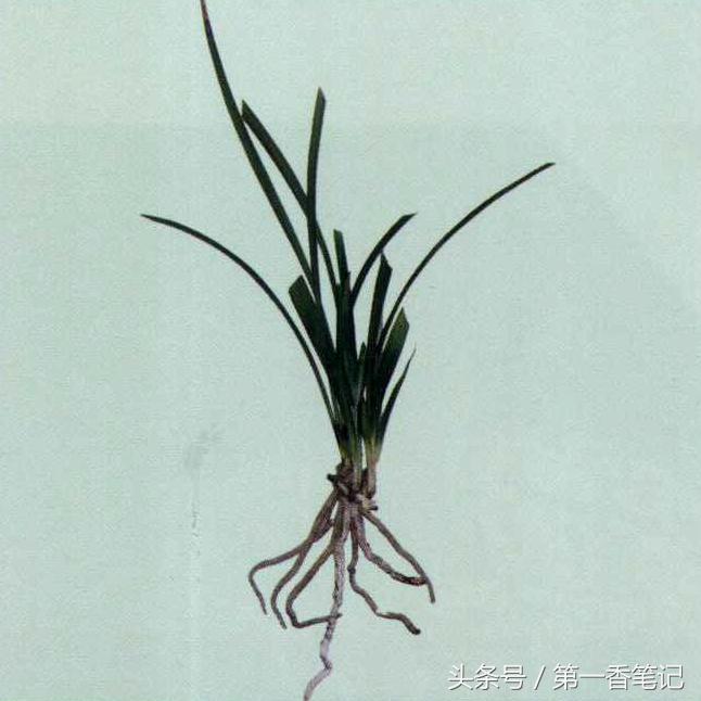 兰草镰刀菌,养兰病虫害防治技巧