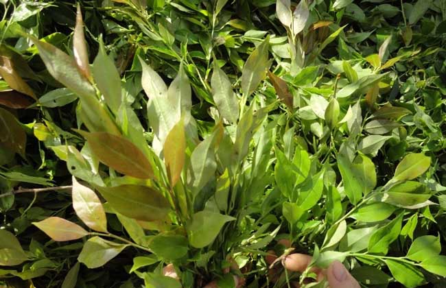 黑发最有效的中草药,黑发效果最好草药