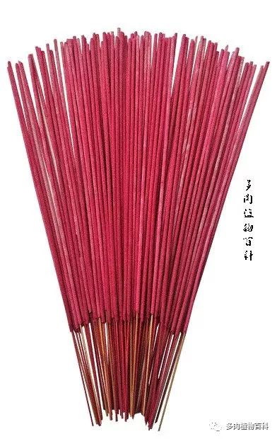 多肉土里长小黑虫子怎么办,多肉小黑飞用什么药