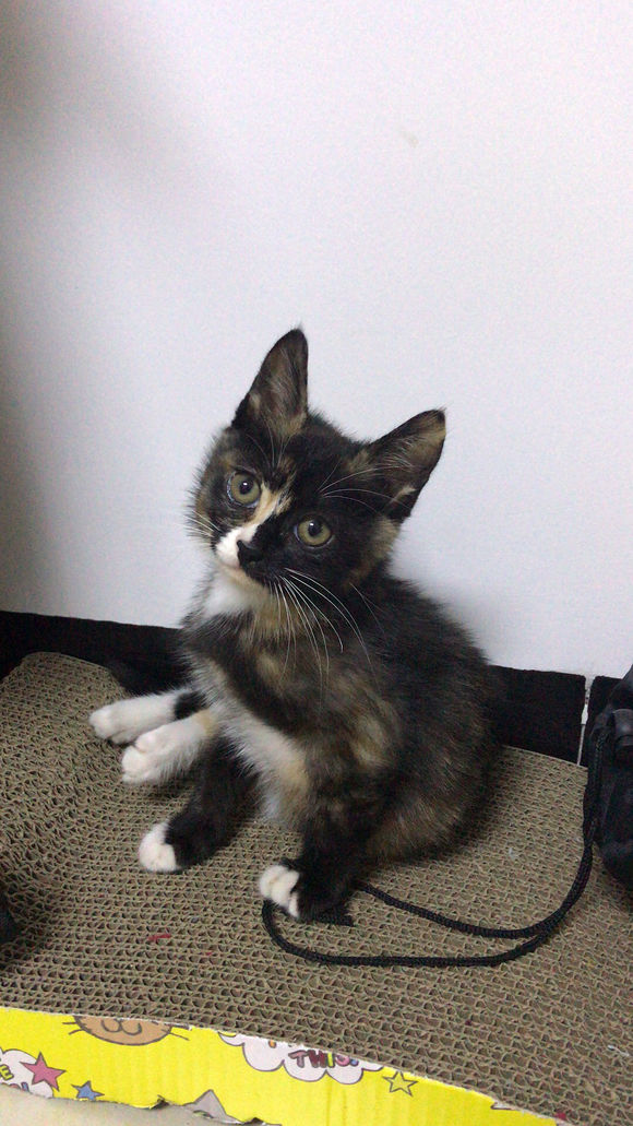 去花鸟市场买1厘米宠物,去宠物市场买了一只50元的小猫