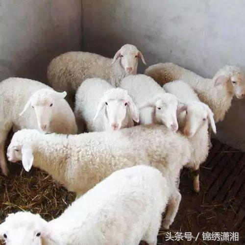 中国到底哪里的羊肉最好吃,中国最好吃的羊肉是哪个地方