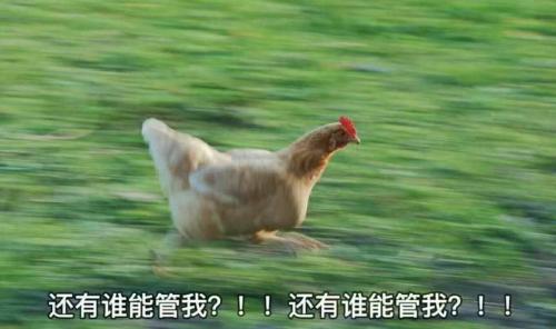 华晨宇天籁之战总决赛帮唱排练,天籁之战中华晨宇点评选手的视频