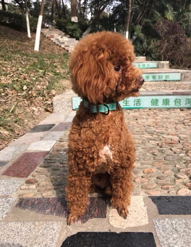 家里养了只泰迪再养一只什么狗,家里养了一只泰迪和一只拉布拉多