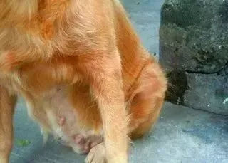 关于狗狗日常护理的视频,狗狗护理驱虫全套